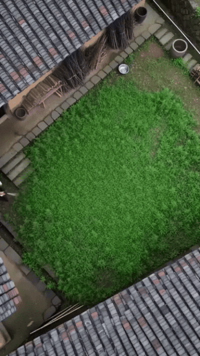 Weed treatment demonstration