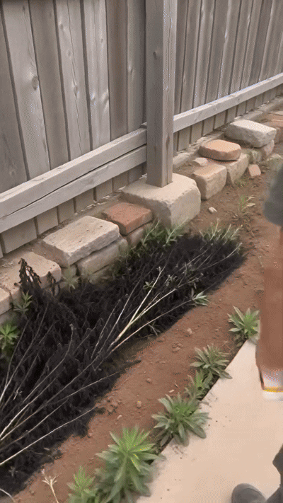 Weed spray demonstration